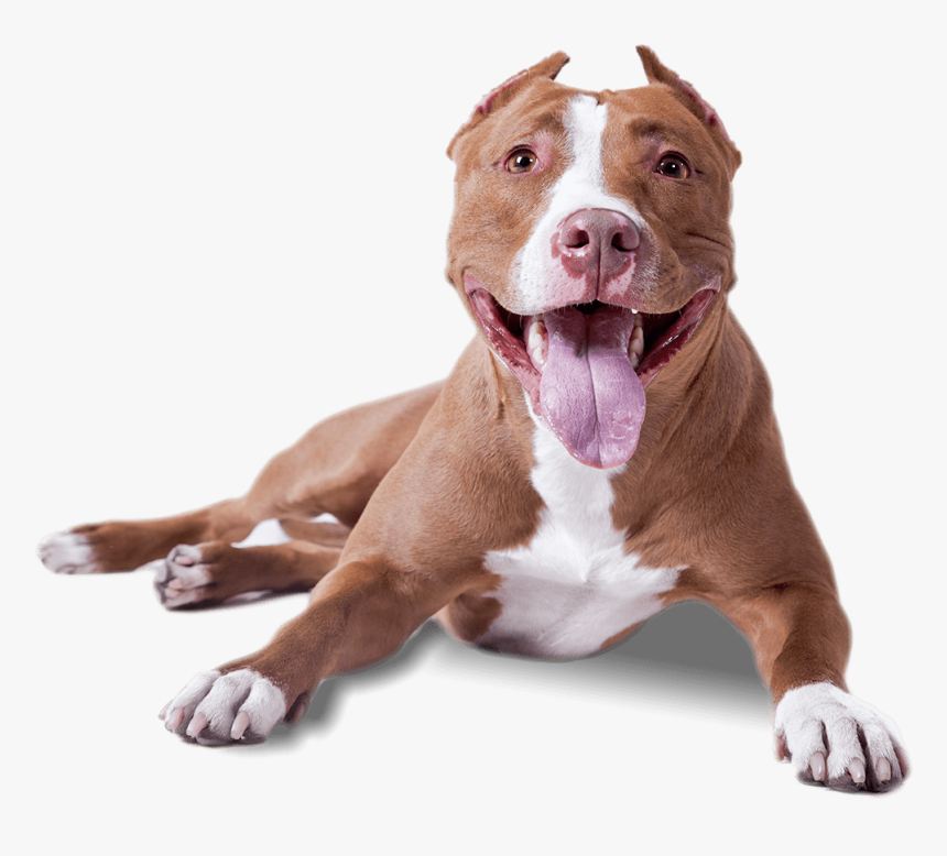 Pitbull Lying Down - Transparent Background Dog Png