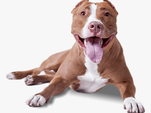 Pitbull Lying Down - Transparent Background Dog Png