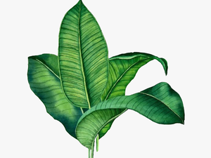 #sticker #palm #leave #green #palme #grün #plant #tropical - Banana Leaf Transparent Background