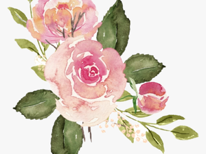 #watercolor #roses #flowers #floral #bouquet #pink - Watercolor Pink Rose Png