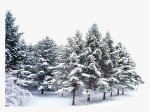 #trees #forest #winter #snow #frost - Snow Covered Trees Png