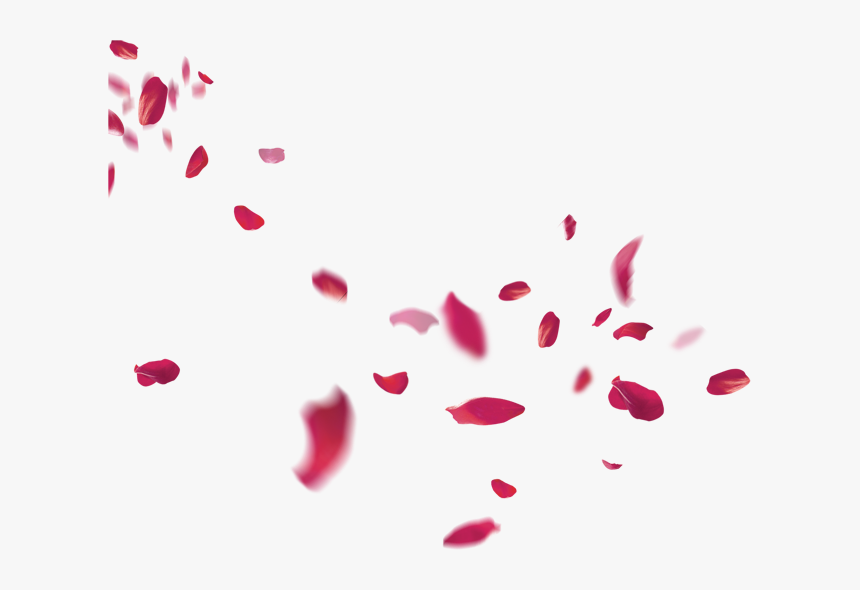 Petal Flower Beach Transprent - Falling Rose Petals Png