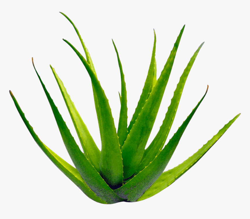 Planta Aloe Vera - Transparent B