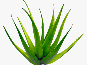 Planta Aloe Vera - Transparent Background Aloe Vera Png