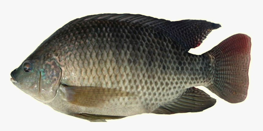 Thumb Image - Tilapia Fish In Philippines