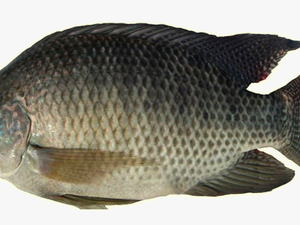 Thumb Image - Tilapia Fish In Philippines