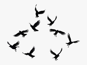 Flock Of Crows - Crows Png