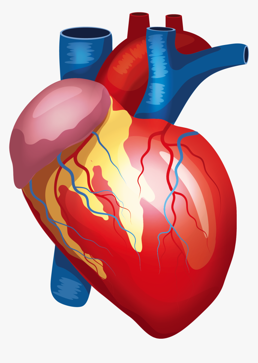 Anatomy Vector Human Heart - Transparent Background Human Heart Png