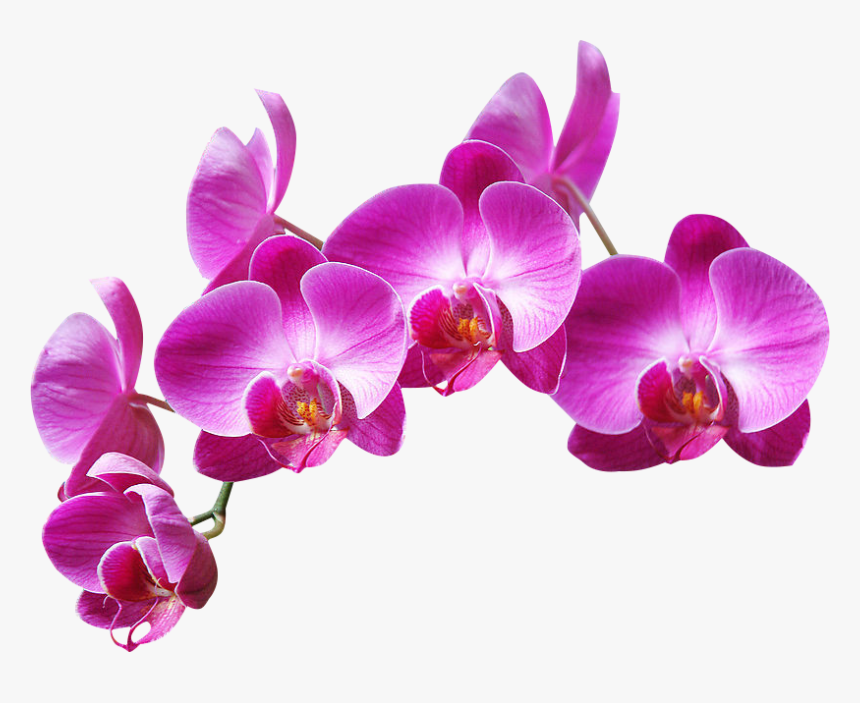 #ftestickers #flowers - Purple Orchids Png