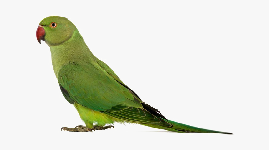 Green Parrot Png Transparent Ima