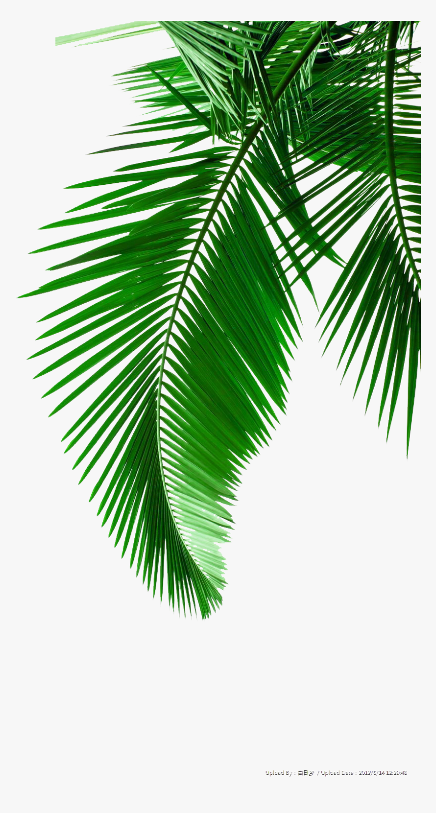 Picture Leaf Leaves Material Arecaceae Palm Green Clipart - Transparent Coconut Leaf Png