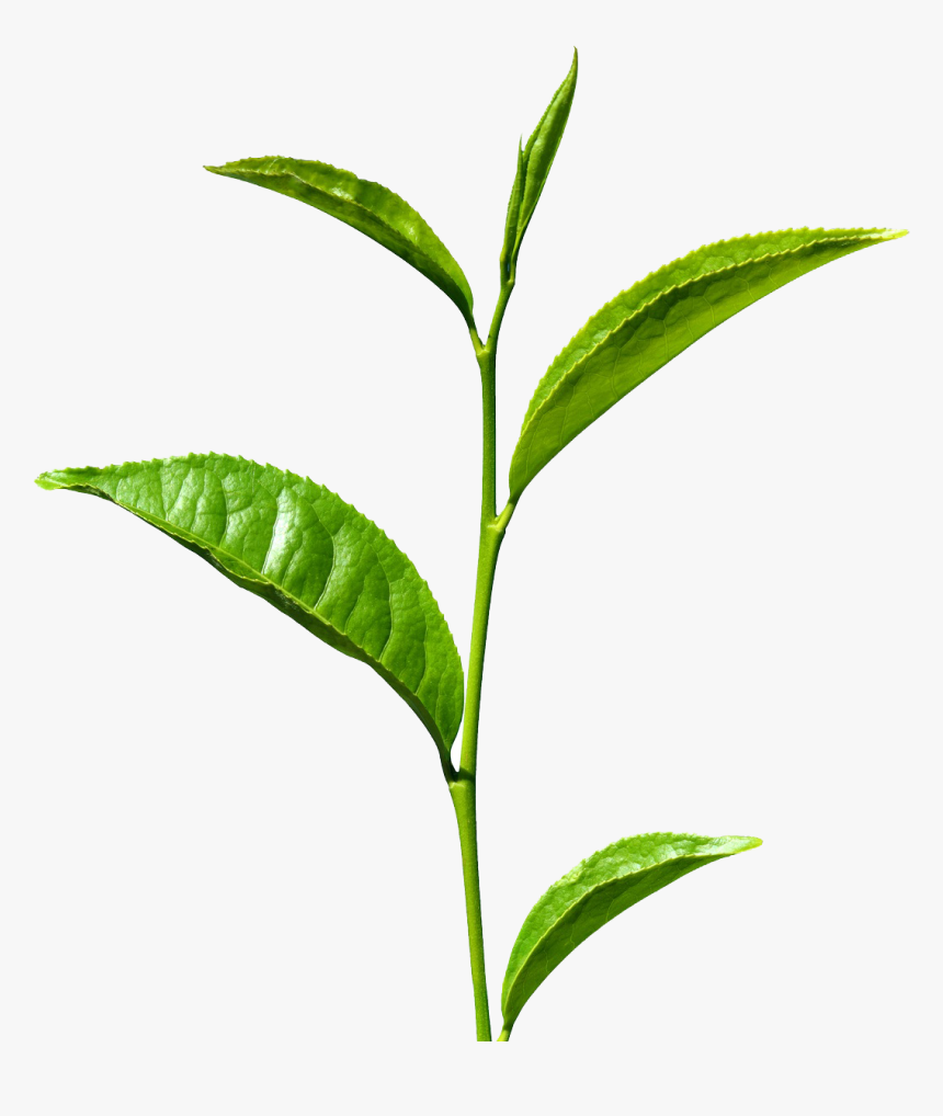 Green Tea Png Free Images - Green Tea Leaf Png