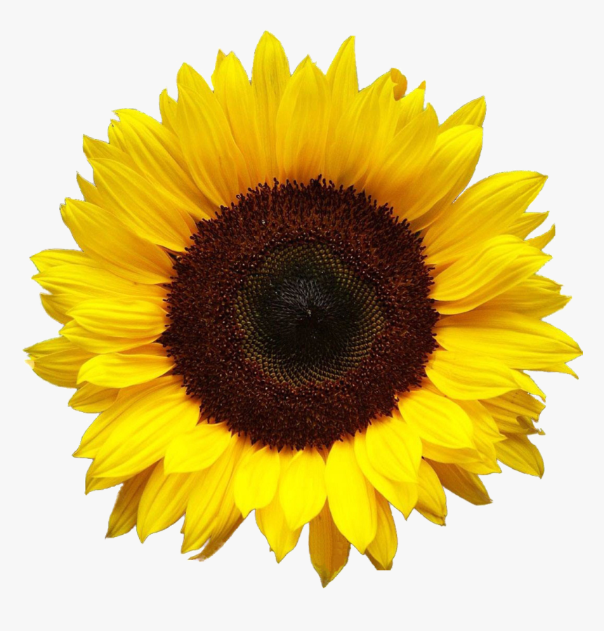 Aesthetic Sunflower Png Photo - 