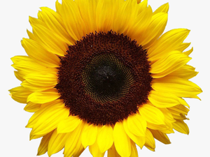 Aesthetic Sunflower Png Photo - Transparent Background Transparent Sunflower