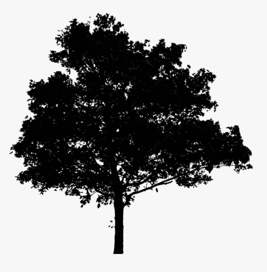 Oak Tree Silhouette - Black Tree