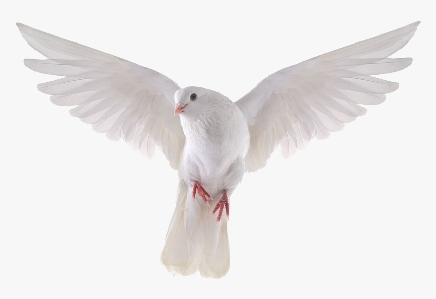 Columbidae Domestic Pigeon Bird Stock Photography Royalty-free - White Dove Transparent Background