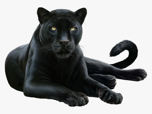#blackpanther #jaguar #layingdown - Beautiful Black Panther Animal