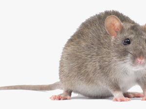 Transparent Mouse Animal Png - Mouse Animal Png