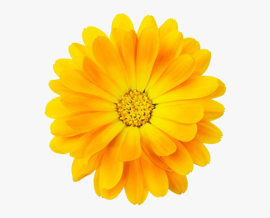 #yellow #bloom #frame #flower #border #flowers #white - Yellow Flower With Transparent Border