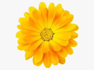 #yellow #bloom #frame #flower #border #flowers #white - Yellow Flower With Transparent Border