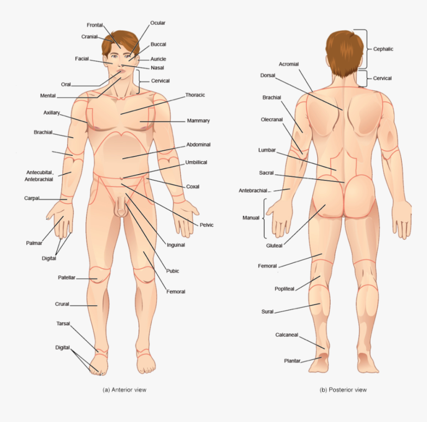 Transparent Human Body Parts Clipart - Human All Body Parts Name