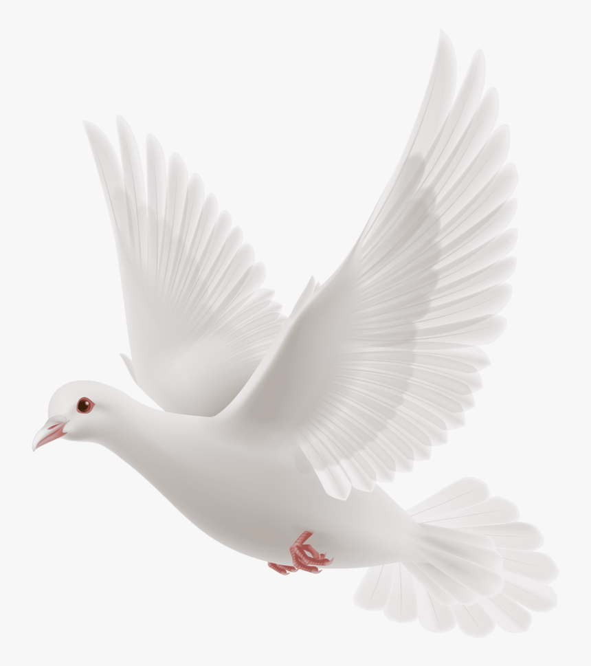 White-dove - Transparent White Dove Png