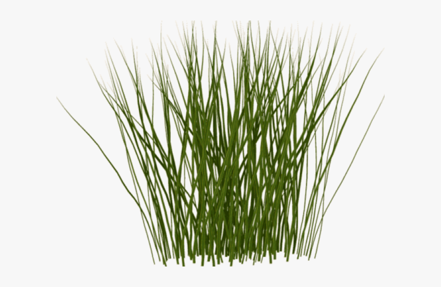 Tall Grass Texture Png