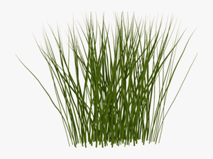 Tall Grass Texture Png