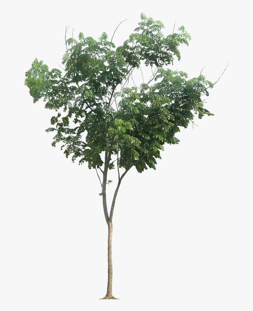 Small Tree Png