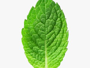 Mint Leaves Mint Texture