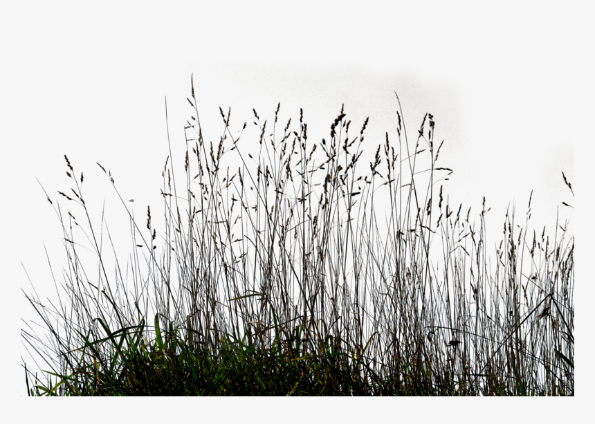 Gallery Tall Grass Png - Transpa