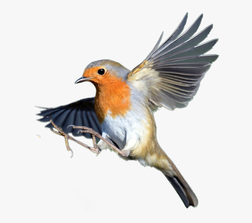 Transparent Robin Bird Png - European Robin