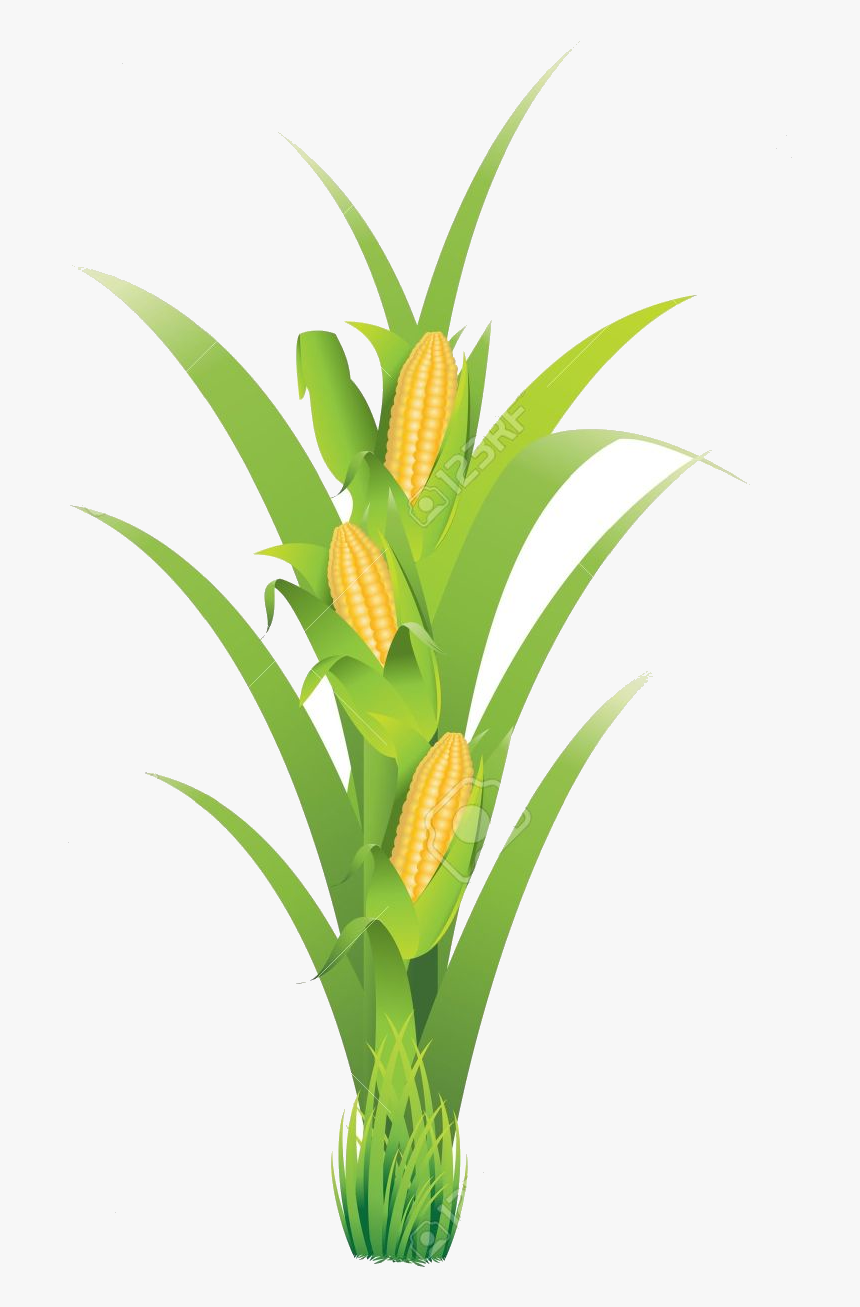 Corn Planting Transparent Png - Pe De Milho Em Png