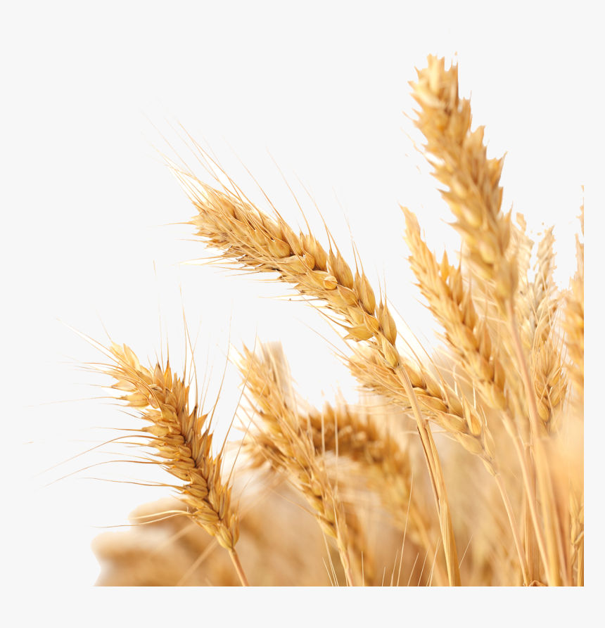 Transparent Wheat Vector Png - T