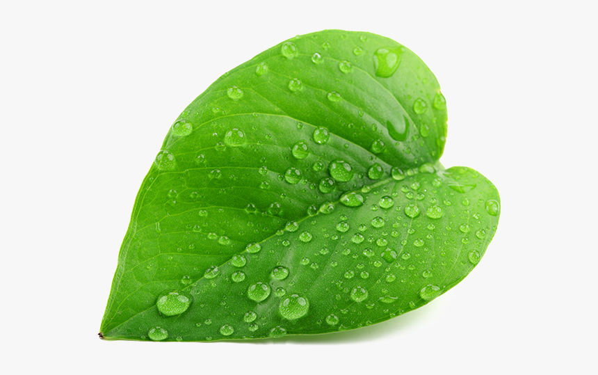 Green Leaf Png - Single Green Leaf Png