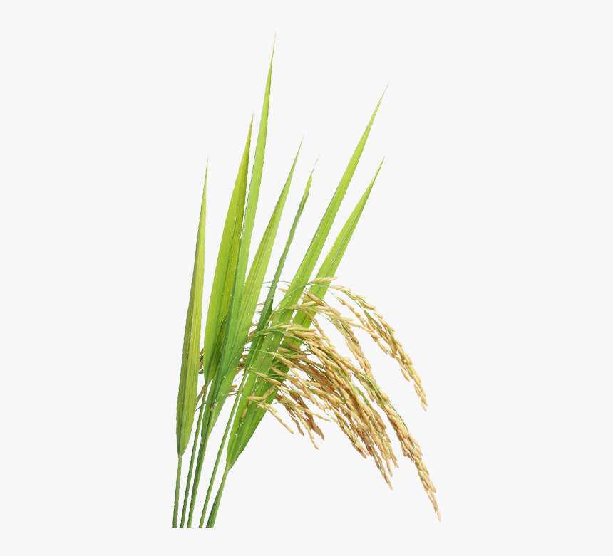 Rice Plant Png - Transparent Pad