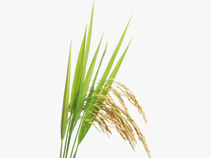 Rice Plant Png - Transparent Paddy Crop Png