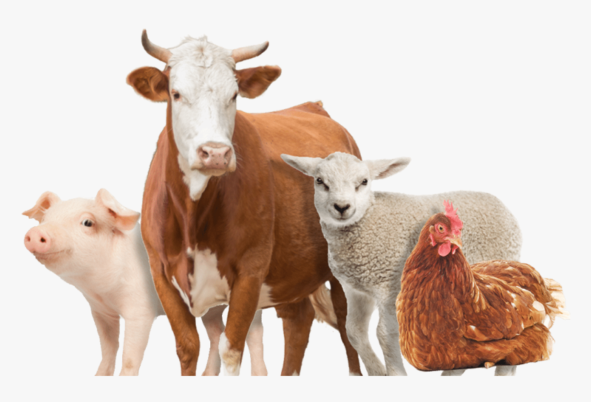 Farm Animals Png - Different Kin