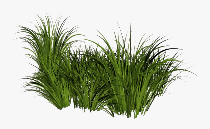 Beach Grass Png File - Tall Gras