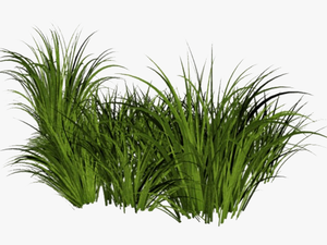 Beach Grass Png File - Tall Grass Transparent Background