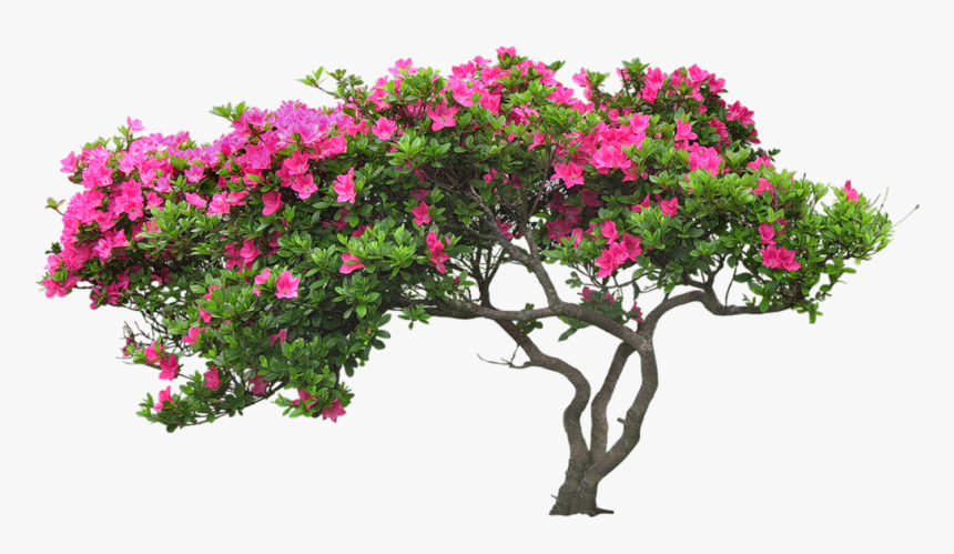 Bougainvillea Drawing Plant Banner Transparent Download - Tree With Flower Png