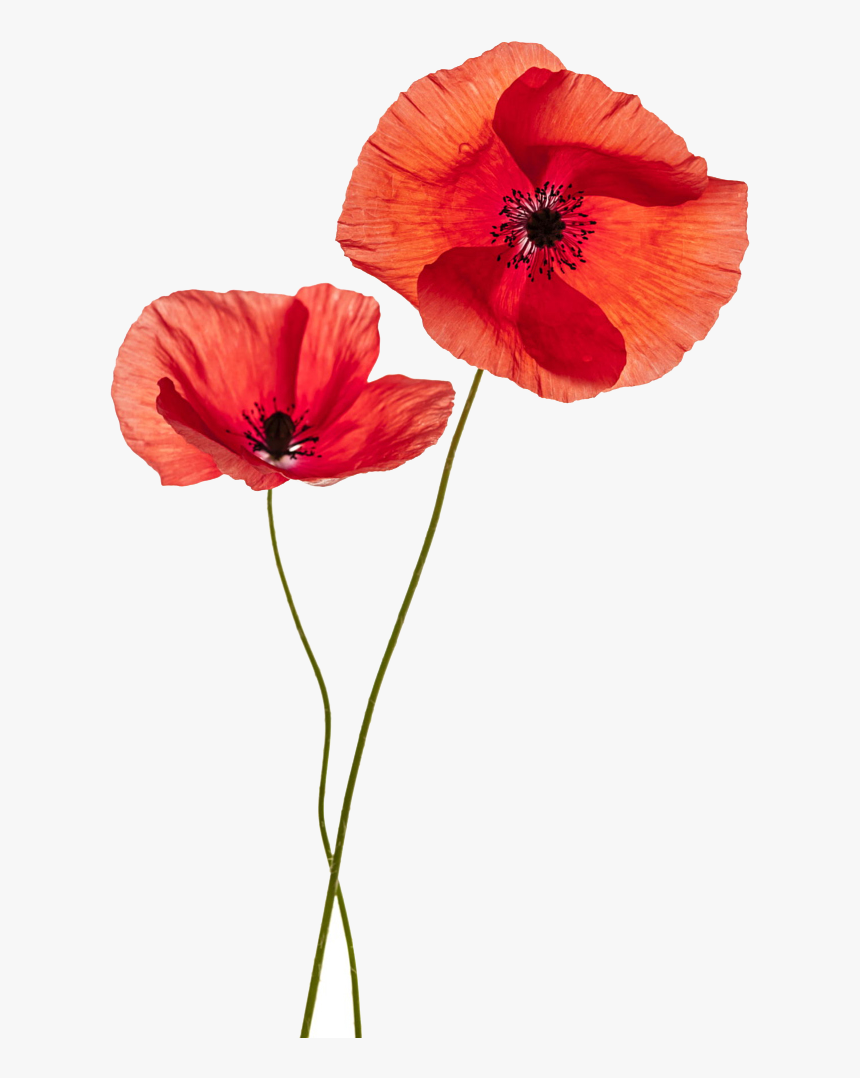 Common Poppy Flower Stock Photography Remembrance Poppy - Transparent Background Poppy Flowers Png