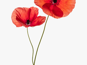 Common Poppy Flower Stock Photography Remembrance Poppy - Transparent Background Poppy Flowers Png