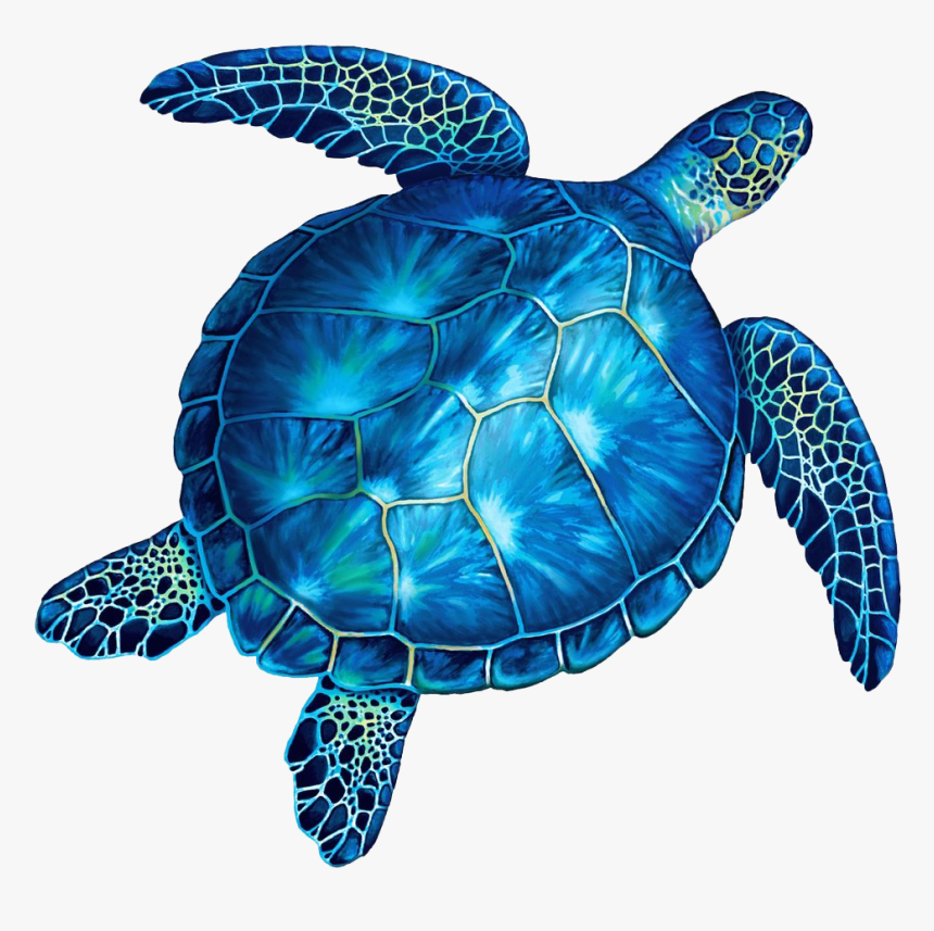 Turtle No Background - Blue And 