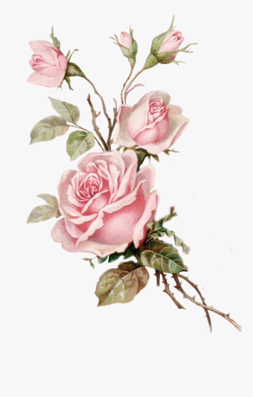 Vintage Roses Png - Pink Roses P