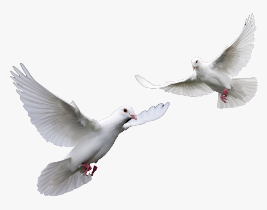 Transparent Clipart Doves For Funeral - Doves Png