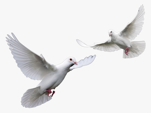 Transparent Clipart Doves For Funeral - Doves Png