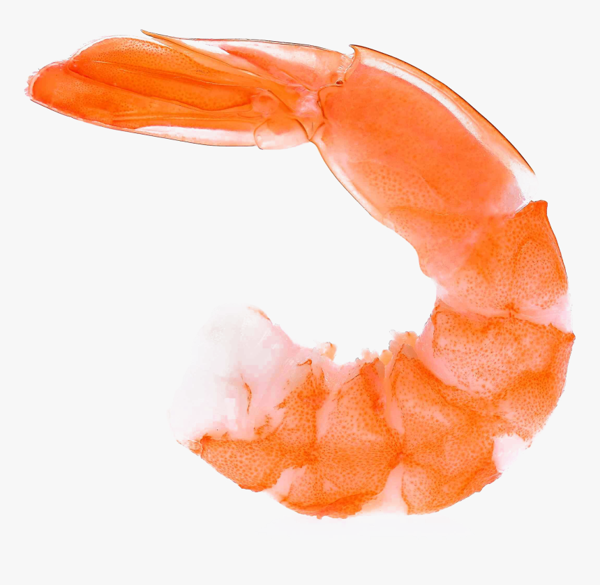 Shrimp Png