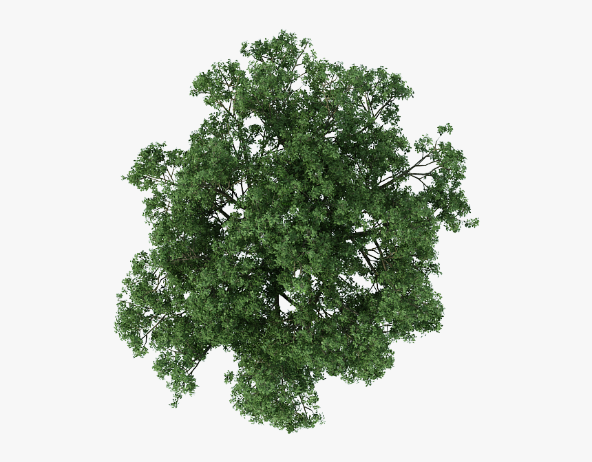 Transparent Tree Plan Png - Plan Trees For Photoshop