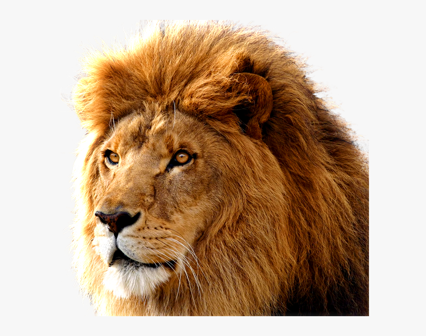 Lion Png Image